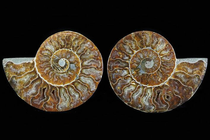 Cut & Polished Ammonite Fossil - Agatized #78579